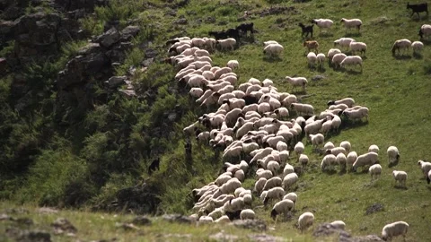 Mongolian sheeps feeding Stock-Footage 221583758