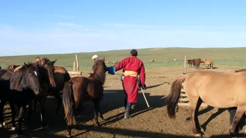 A Mongolian shepherd leads a foal out of a corral in the steppe. Video stock 141237877