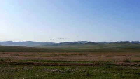 Mongolian steppe and cranes in the sky. Stock Footage 130435035