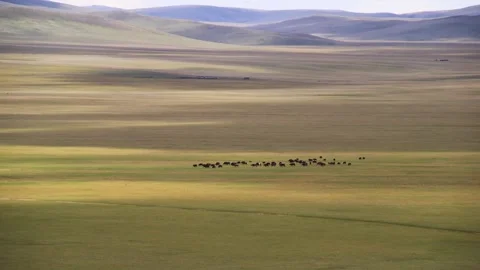 Mongolian steppe and sheeps Stock-Footage 221583635