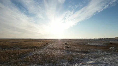 Mongolian steppe. Several cows are grazing. Drone view. winter. Stock Footage 253791267