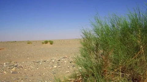 Mongolian stone desert natural landscape with saxaul - Haloxylon ammodendron Stock Footage