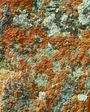 Mongolian Structure of surface of the stone Fotos Stock