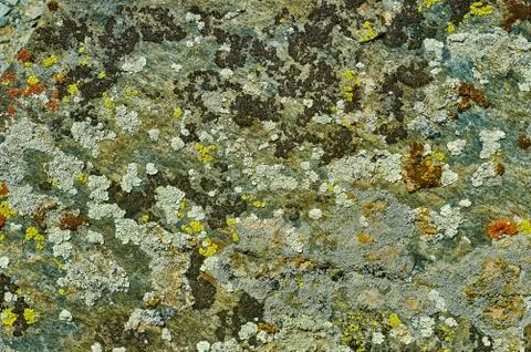 Mongolian Structure of surface of the stone Foto stock