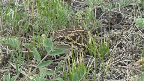 Mongolian toad close up. Dauria Stock Footage 331261041