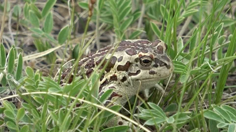 Mongolian toad close up. Dauria Stock Footage 331261048