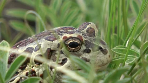 Mongolian toad close up. Dauria Stock Footage 331261049
