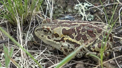 Mongolian toad close up. Dauria Stock Footage 331261050