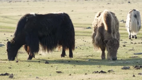 Mongolian yaks eats grass in the pasture on a sunny day. Stock Footage 254330437