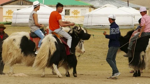 Mongols and the settled yaks. Stock Footage 90669715
