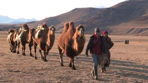 Mongols Leads Camels Stockbeeldmateriaal 83845526