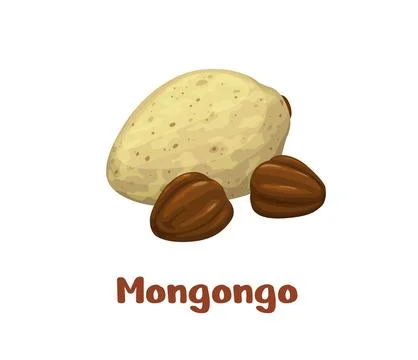 Mongongo nuts, uncommon plant seed kernels Stock Illustration