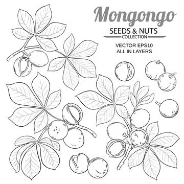 Mongongo vector set on white background Stock Illustration
