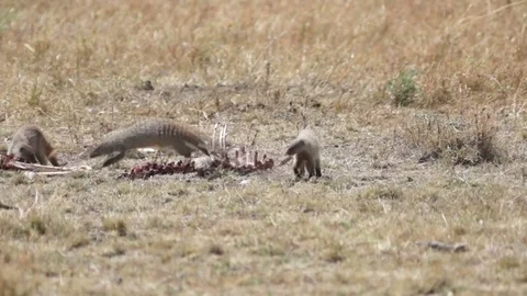 Mongoose And Skelton Video stock 71018173