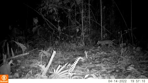 Mongoose cats Video stock 242893561