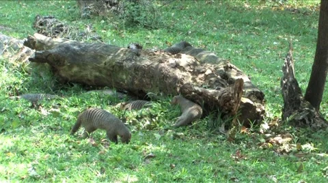 Mongoose in Chobe Stock Footage 940851
