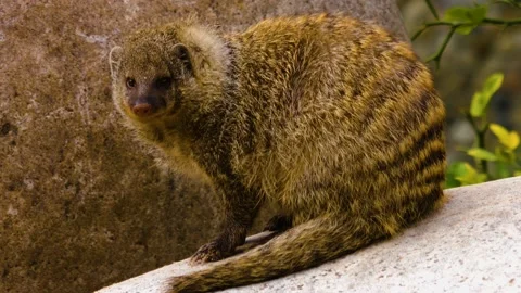 Mongoose close up Stock Footage 141610038