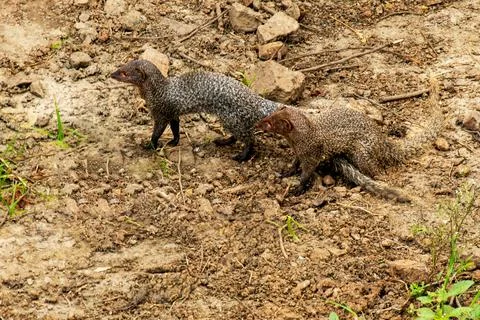 Mongoose in  couple Foto stock