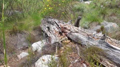 Mongoose Eating On A Log Stock Footage 167552112