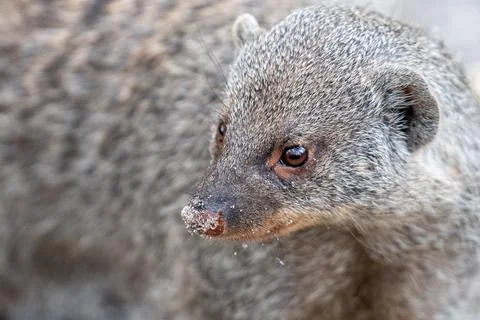Mongoose face after digging in dirt 写真素材