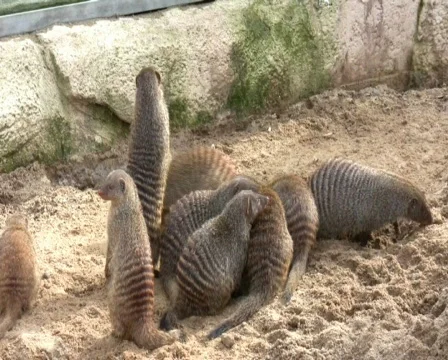 Mongoose Vídeo Stock 345652