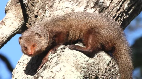 Mongoose Stock Footage