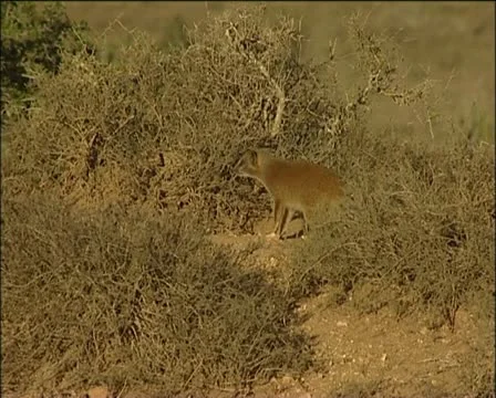 A mongoose Stock Footage 11622732