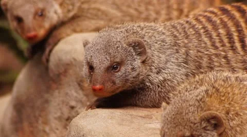 Mongoose Stock Footage 20433865