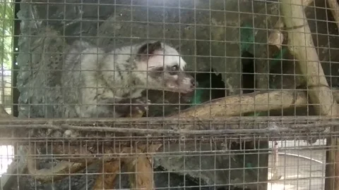 Mongoose Stock Footage 168083865