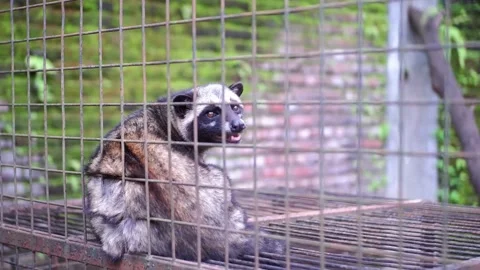 Mongoose Stock Footage 229822130