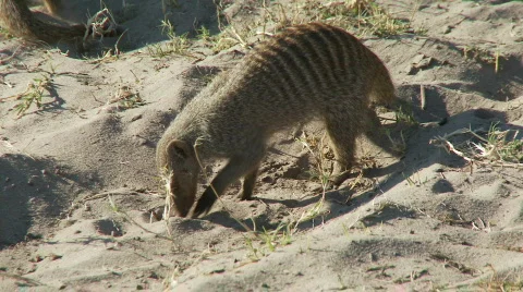 Mongoose foraging 库存影片 363690