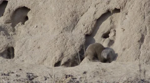 Mongoose going into it's Den - Slow Motion Stock Footage 55658464