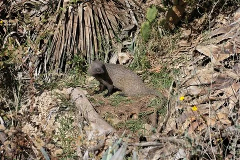 Mongoose on the ground in the middle of the vegetation. Stock Photos