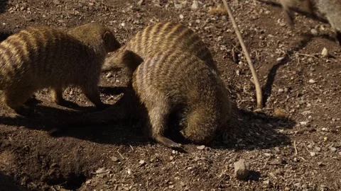 A Mongoose group in sand Stock Footage 271478133