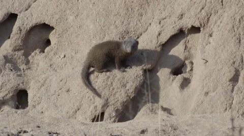 Mongoose by it's Den Stock Footage 55655568