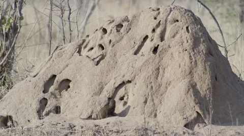 Mongoose on its Den - Slow Motion Video stock 55659414