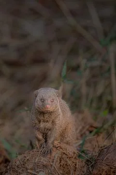 Mongoose keeping watch Stock Photos