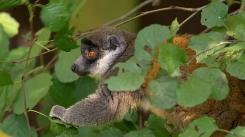 Mongoose lemur (Eulemur mongoz) eating leaves 스톡 동영상 102923937