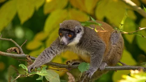 Mongoose lemur (Eulemur mongoz) eating leaves 動画素材 102924792