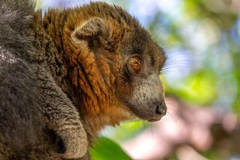 Mongoose lemur, Eulemur mongoz, Madagascar endemic primate Stock Photos