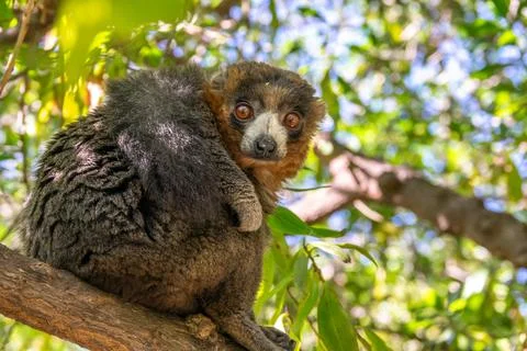 Mongoose lemur, Eulemur mongoz, Madagascar endemic primate Stock Photos