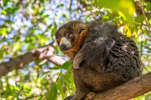 Mongoose lemur, Eulemur mongoz, Madagascar endemic primate Stock Photos