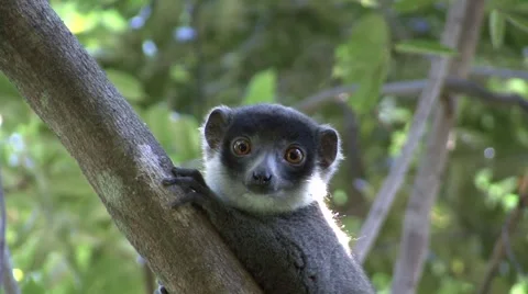 Mongoose Lemur looking around in tree 3 Video stock 55698399