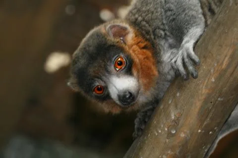 Mongoose lemur Stock Photos