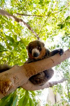 Mongoose lemur Stock Photos