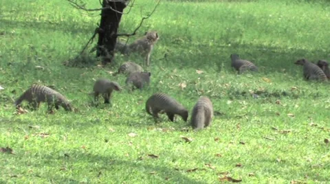 Mongoose &amp; Monkeys in Chobe Video stock 951867