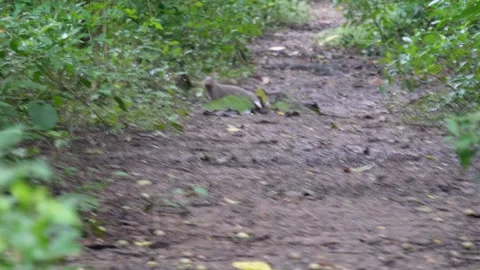 A mongoose on the narrow way inside the deep forest Stock Footage 314571380