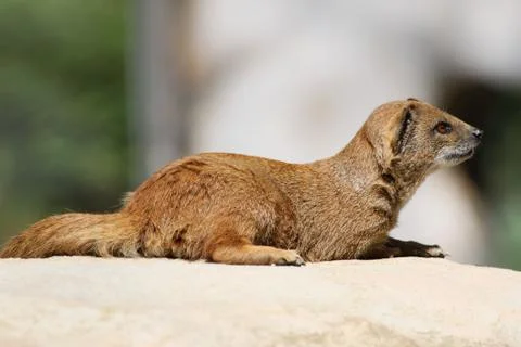 Mongoose Stock Photos