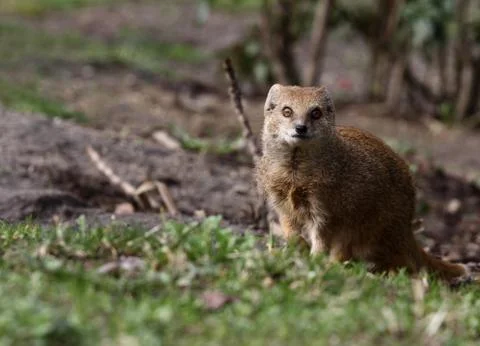 Mongoose Stock Photos
