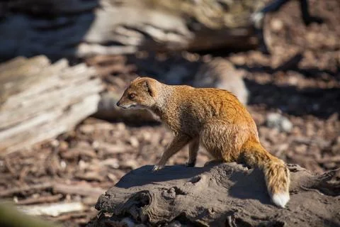 Mongoose Stock Photos